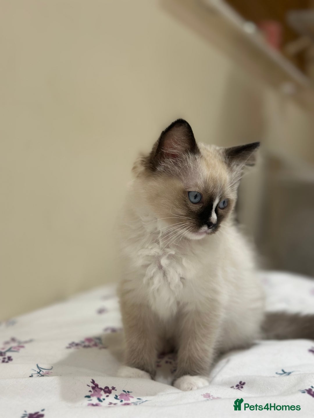 Ragdoll cats for sale: Last boy available! GCCF parents, pure ragdoll🤍 - Advert 29