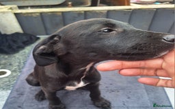 Mixed Breed dogs for sale: Beautiful whippet first cross puppies - Image 12