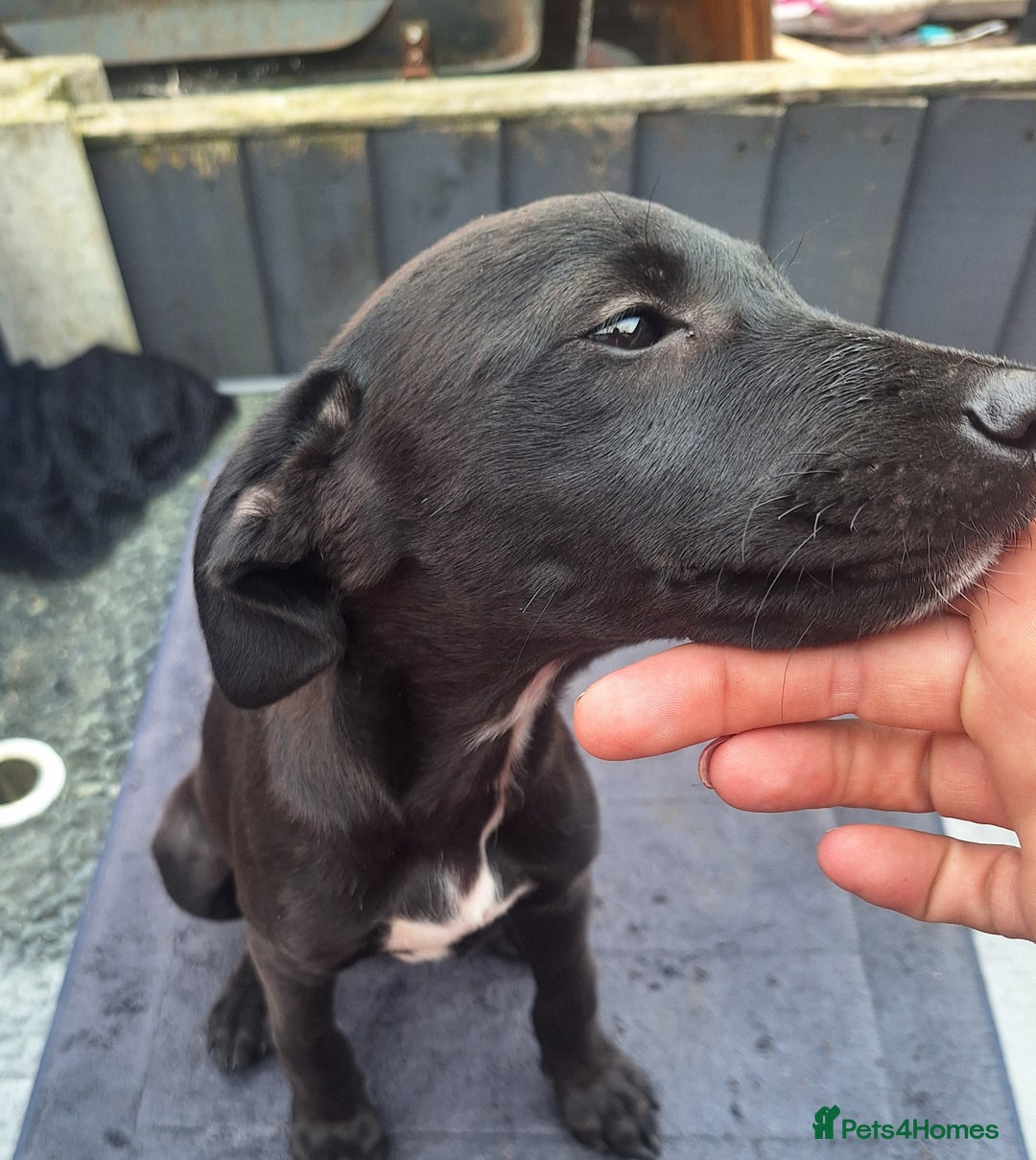Mixed Breed dogs for sale: Beautiful whippet first cross puppies - Image 12