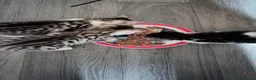 Savannah cats for sale: Savannah mixed kittens - Advert 9