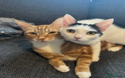 British Shorthair cats for sale: 2 adults cats looking for their forever home  - Image 3