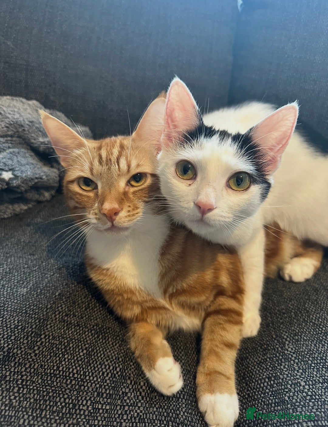 British Shorthair cats for sale: 2 adults cats looking for their forever home  - Image 3