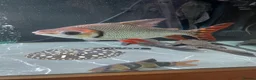 Other/Mixed Breed fish for sale: Flagtail 10 inch Prochilodus Semaprochilodus - Advert 5