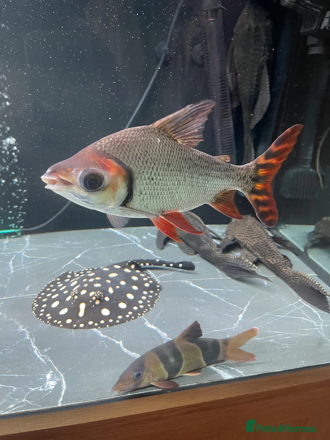 Other/Mixed Breed fish for sale: Flagtail 10 inch Prochilodus Semaprochilodus - Advert 5