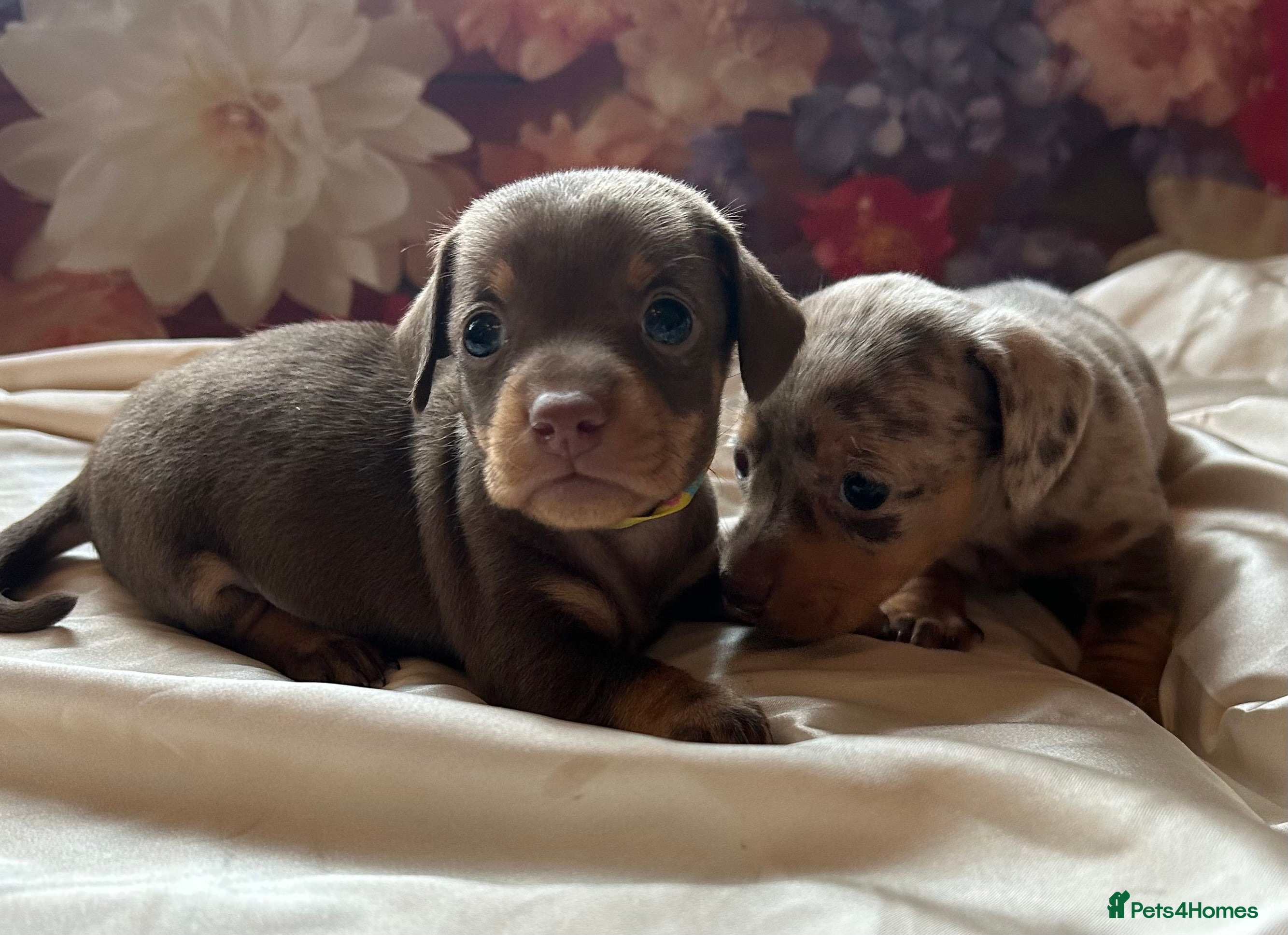 Miniature Dachshund dogs Miniature dachshund puppies 🐶  - Advert 10