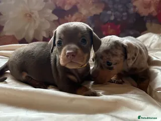 Miniature Dachshund dogs Miniature dachshund puppies 🐶 - Advert 10