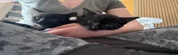 Mixed Breed cats for sale: Cute kittens in Doncaster - Advert 6