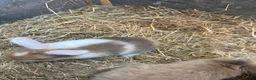English Lop rabbits for sale: 5 baby rabbits - Advert 9