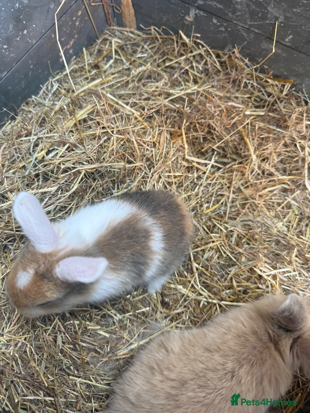 English Lop rabbits for sale: 5 baby rabbits - Advert 9