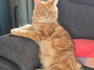 Maine Coon cats Active TICA registered female Maine Coons - Advert 15