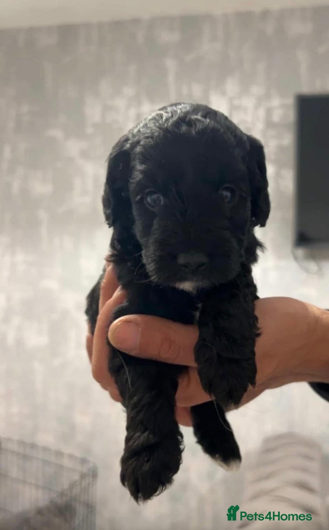 Cockapoo dogs for sale: Cockapoo Pups  - Image 2