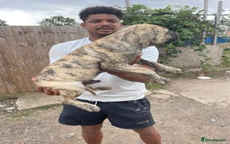 Presa Canario dogs for sale: I have three stunning male presa pups left - Image 2