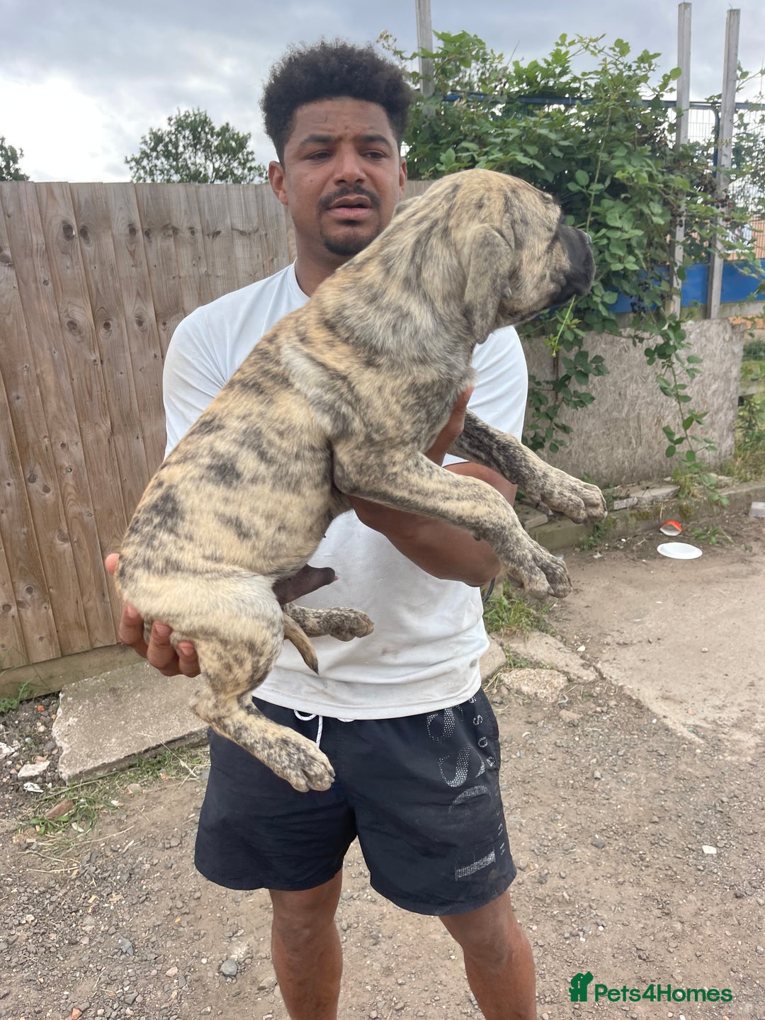 Presa Canario dogs for sale: I have three stunning male presa pups left - Image 2