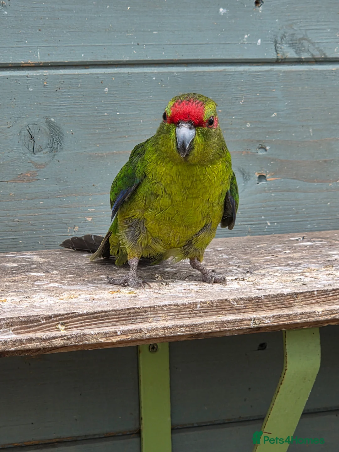 Parakeets birds for sale: Stunning Young Kakarikis For Sale  - Advert 10