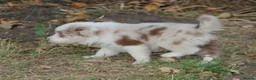 Border Collie dogs for sale: Border Collie Puppies for Sale - Advert 22