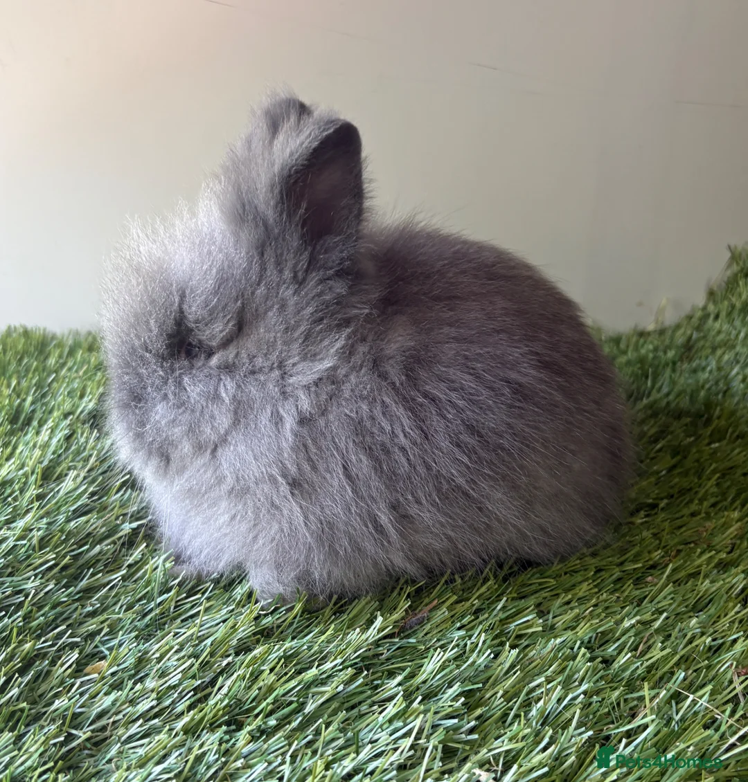 Lionhead rabbits for sale: Double mained lionheads ready now  - Advert 4