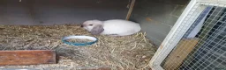 Mini Lop rabbits for sale: Friendly vaccinated baby mini lop boys - Advert 4