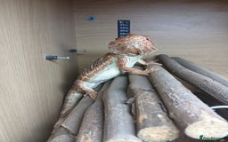 Bearded Dragon reptiles for sale: Bearded Dragon and set up - Image 1