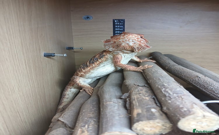 Bearded Dragon reptiles - Advert 5