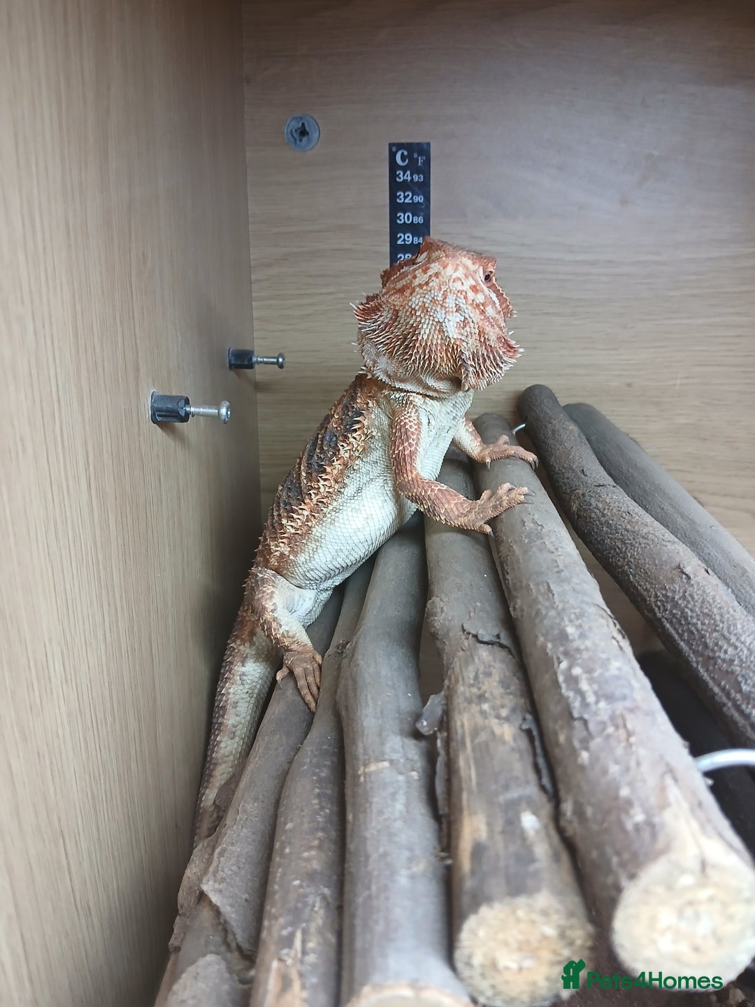 Bearded Dragon reptiles for sale: Bearded Dragon and set up - Image 1