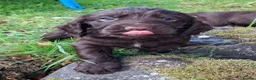Cocker Spaniel dogs for sale: Cocker Spaniel puppies working line - Advert 26