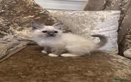 Ragdoll cats for sale: GCCF ragdoll kittens  - Image 17
