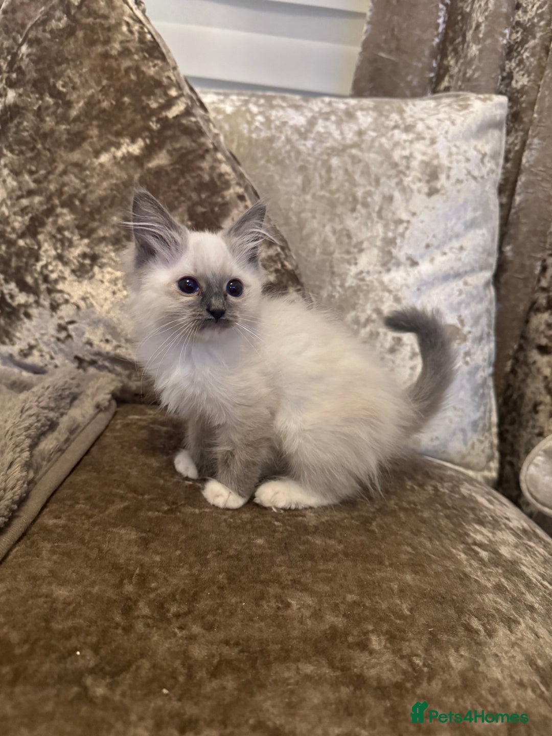 Ragdoll cats for sale: GCCF ragdoll kittens  - Image 17
