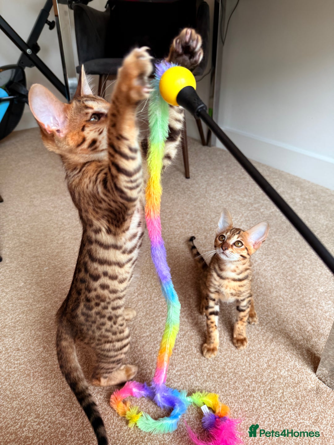 Savannah cats for sale: TICA Reg F3 Savannah Female Kitten ONE LEFT - Image 17