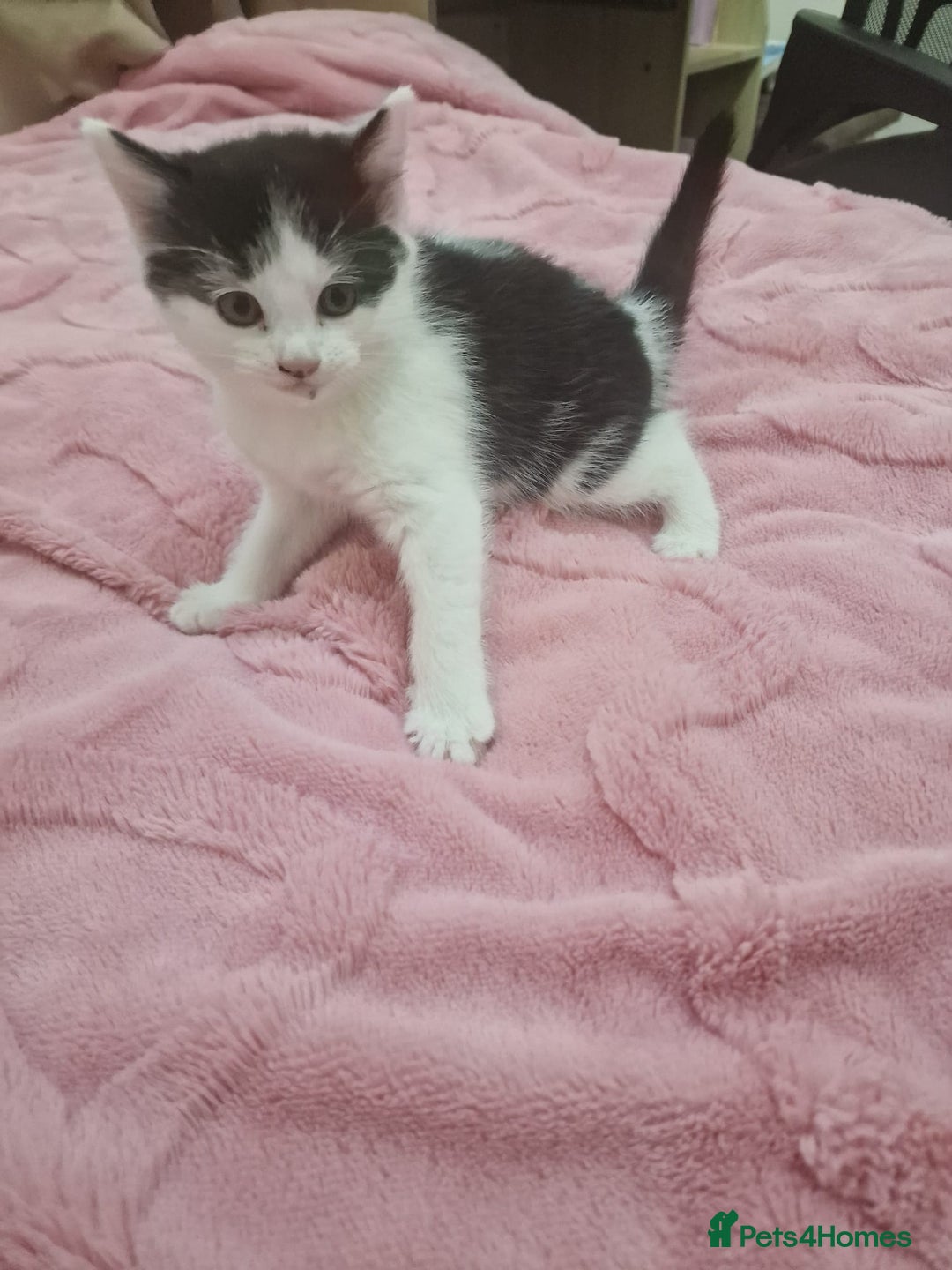 Mixed Breed cats for sale: Black and white cute kittens  - Image 5