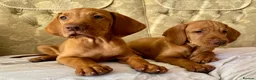 Hungarian Vizsla dogs for sale: Hungarian Vizslas - Advert 1