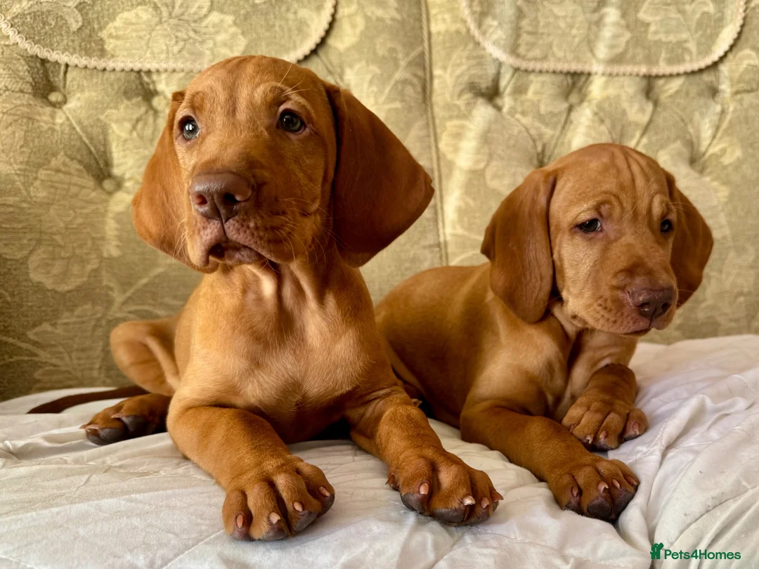 Hungarian Vizsla dogs for sale: Hungarian Vizslas - Advert 1