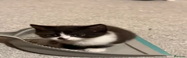 Domestic Shorthair 2
