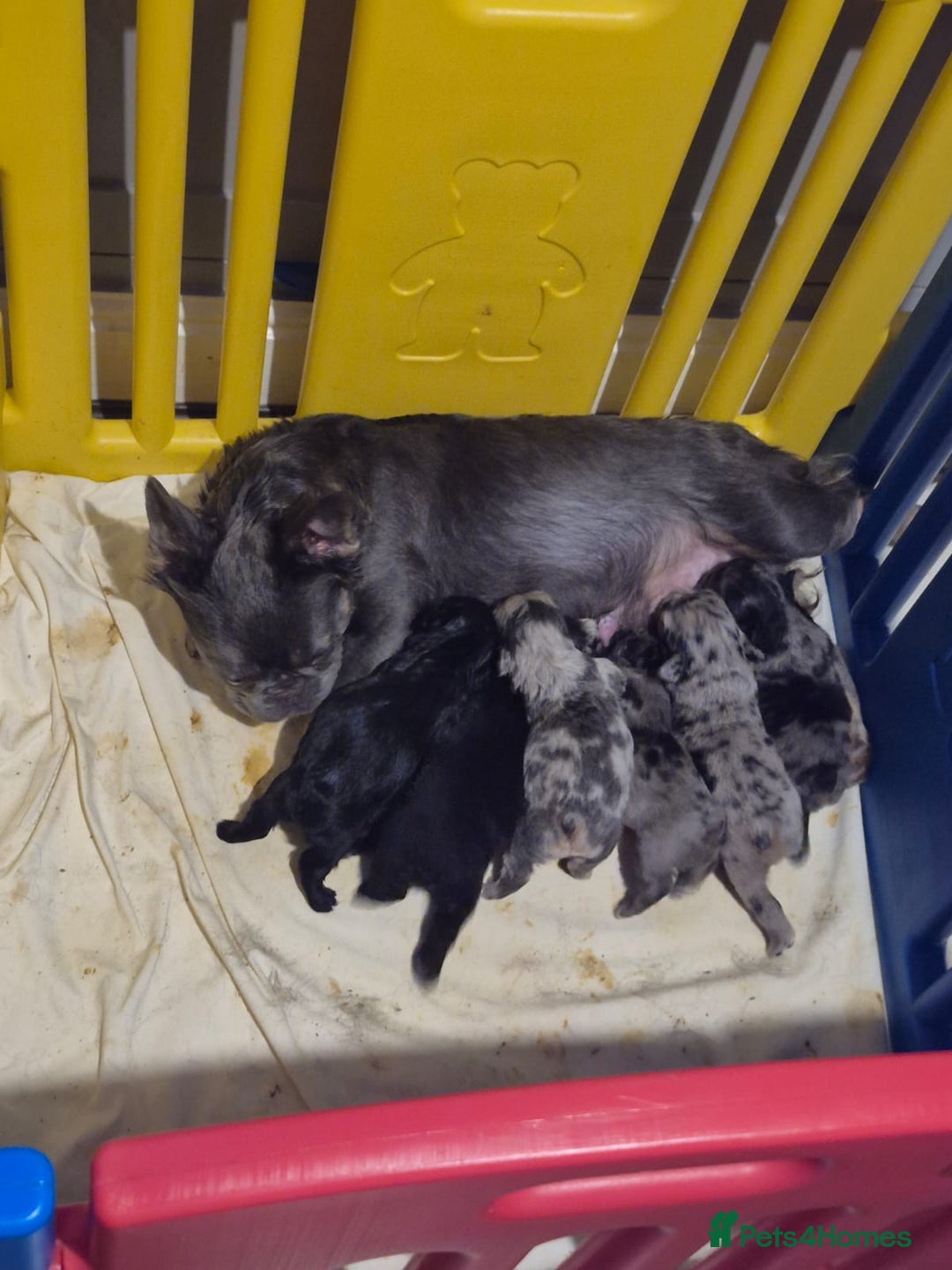 French Bulldog dogs for sale: Fluffy french bulldog puppies - Image 19