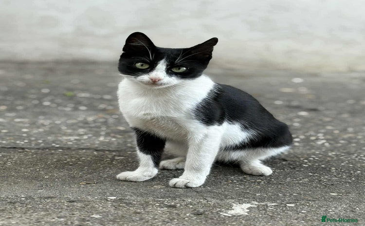 Mixed Breed cats - Advert 1