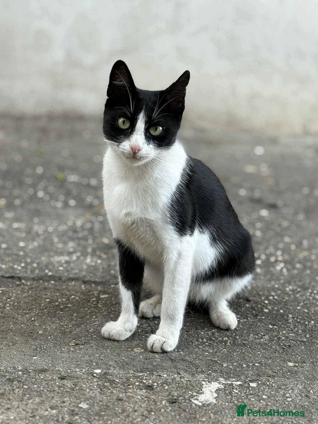 Mixed Breed cats for adoption: ☕ Moca ☕ is looking for her family!  - Image 1