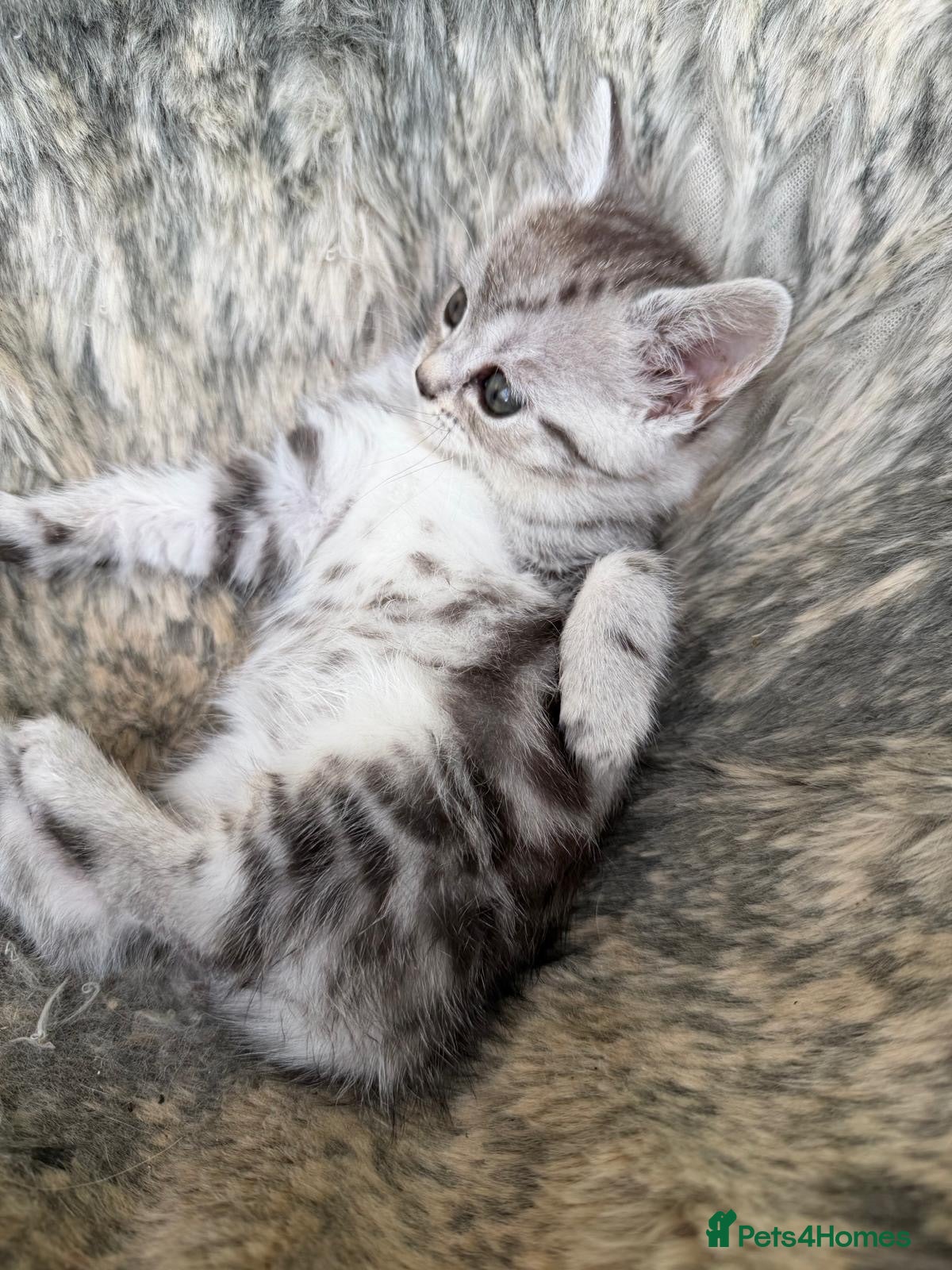 Mixed Breed cats Persian x kittens  - Advert 1