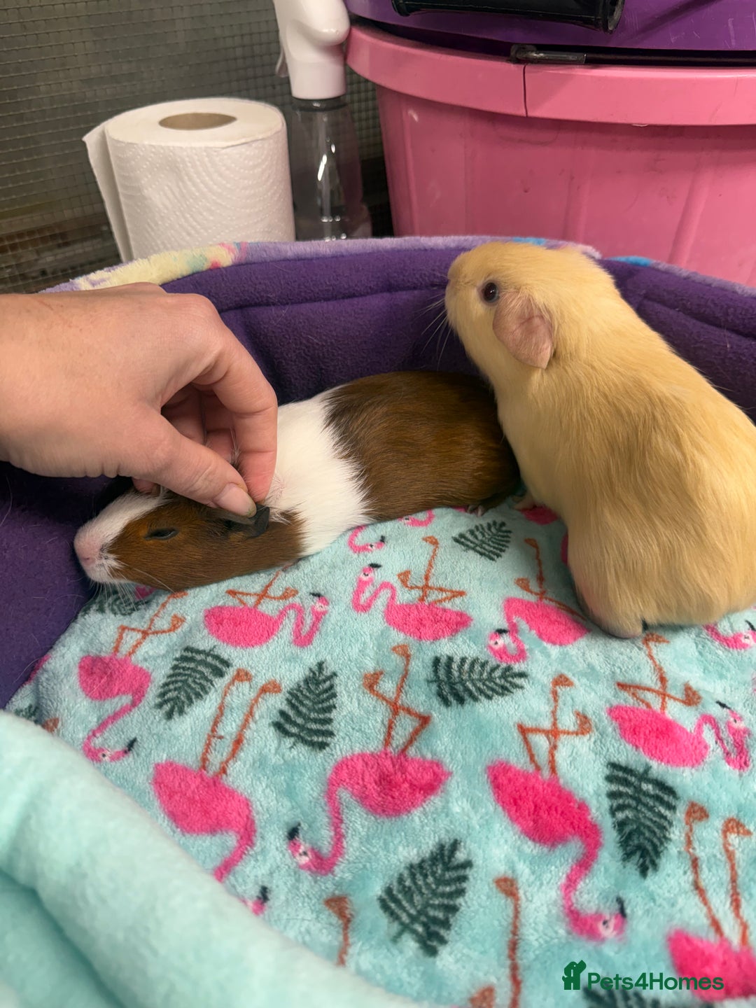 Guinea Pig rodents for sale: Super sweet purebred baby guinea pigs  - Advert 8
