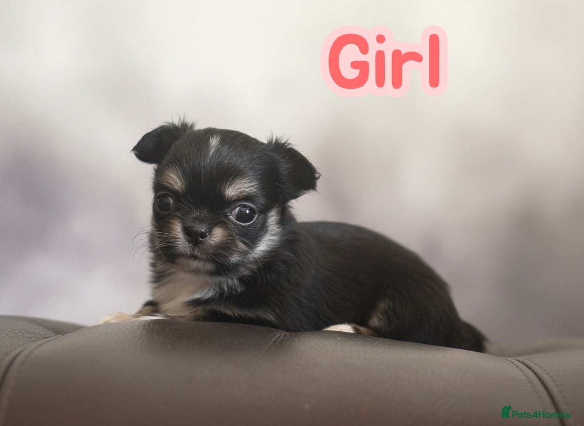 Chihuahua dogs Exquisite long coat chihuahuas  - Advert 2