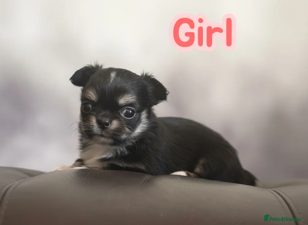 Chihuahua dogs for sale: Exquisite long coat chihuahuas  - Advert 2