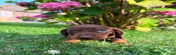 Miniature Dachshund dogs for sale: Kc reg, health tested,miniature dachshund puppies  - Advert 3
