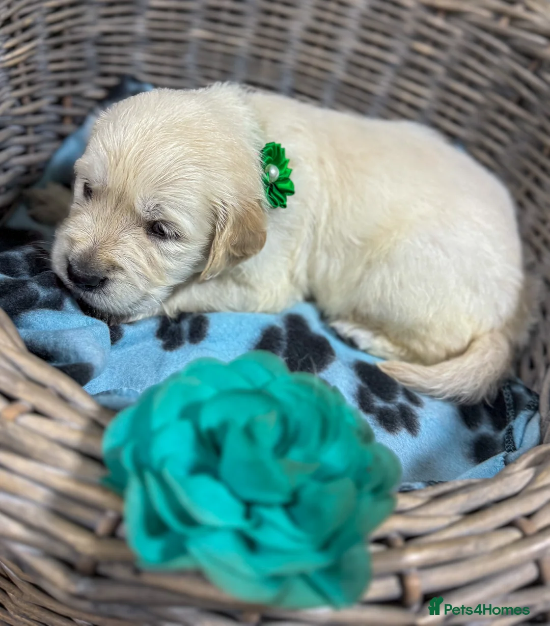 Golden Retriever dogs for sale: Stunning Kc registered golden retrievers - Advert 9