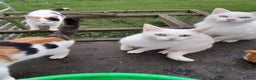 Manx cats for sale: Manx tailless kittens - Advert 9