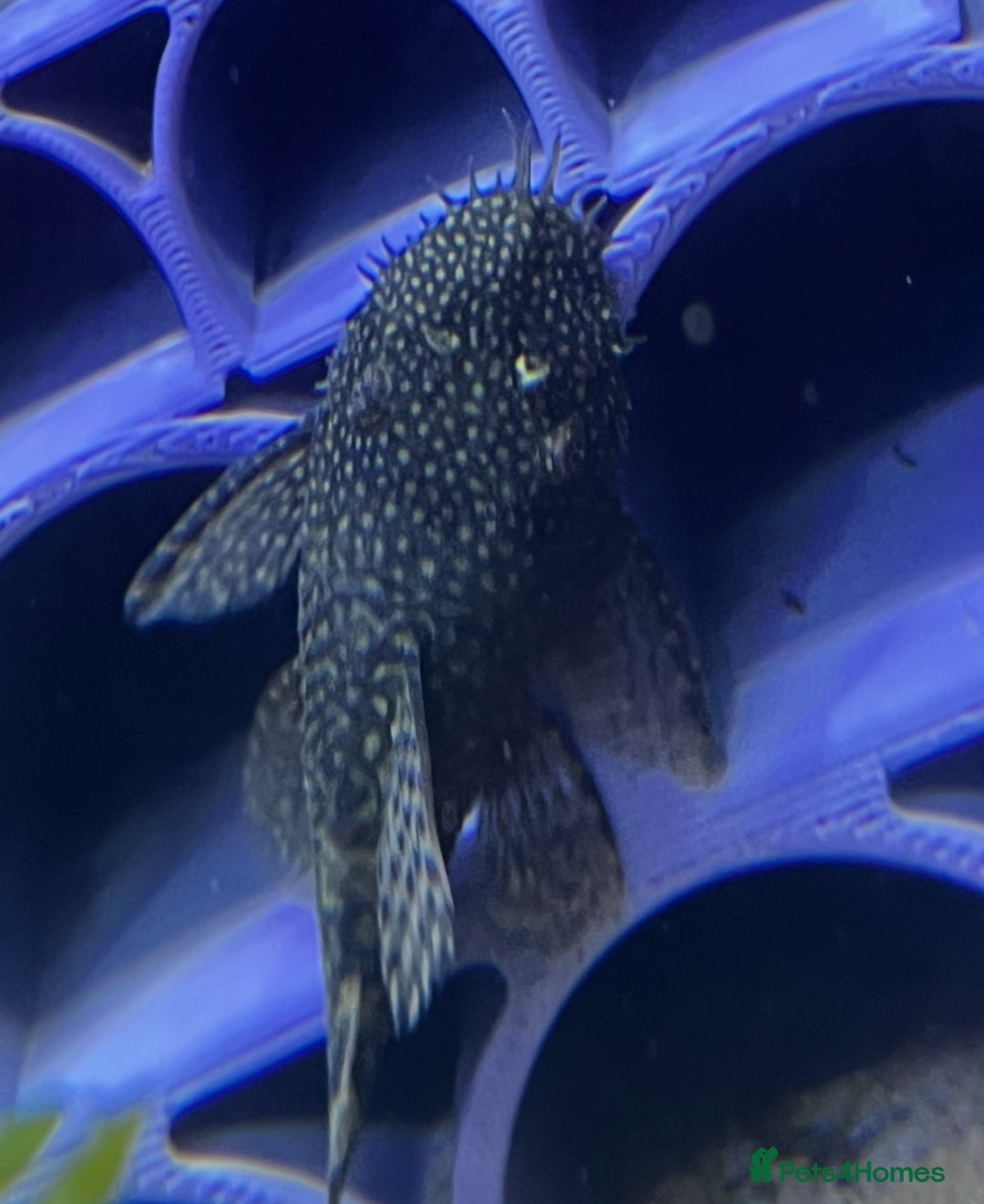 Plecos fish for sale: Bristlenose Plecos  - Image 2
