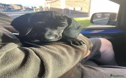 Mixed Breed dogs for sale: Docker puppy’s  - Image 6