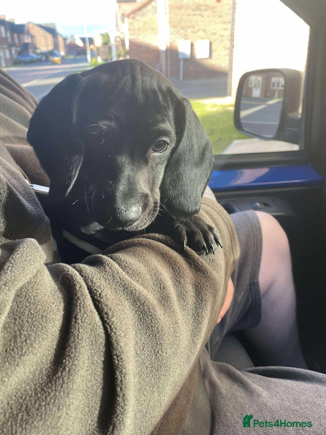 Mixed Breed dogs for sale: Docker puppy’s  - Image 6