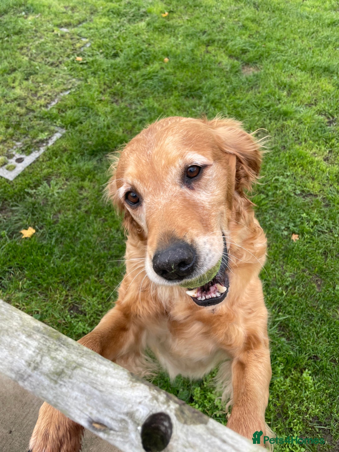 Golden Retriever dogs for sale: KC REG girl via POLICE trained dog behaviourist  - Image 5