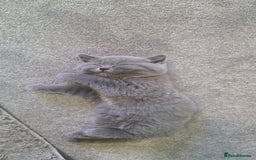 British Shorthair cats for sale: British Shorthair Kittens - 2 girls  - Image 4