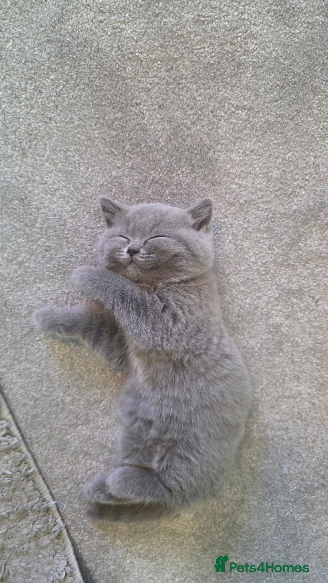 British Shorthair cats for sale: British Shorthair Kittens - 2 girls  - Image 4