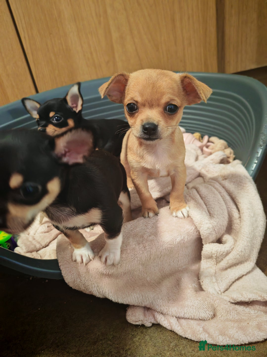 Chihuahua dogs for sale: Tiny chihuahua's  - Image 17