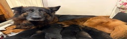 German Shepherd dogs for sale: German shepherd puppies  - Advert 1